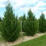 Cupressocyparis leylandii '2001' - Oszlopos leyland ciprus