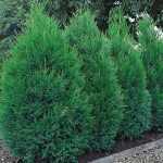 Cupressocyparis leylandii 'Blue Jeans' ® - Kékes lombú oszlopos leyland ciprus