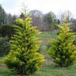 Cupressocyparis leylandii 'Gold Rider' - Arany leyland ciprus