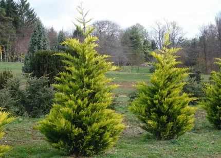 Cupressocyparis leylandii 'Gold Rider' - Arany leyland ciprus