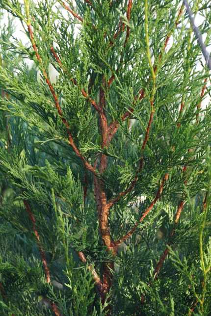 Cupressocyparis leylandii 'Tweeduizendéén' - Leyland ciprus