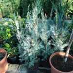 Cupressus arizonica 'Fastigiata' - Oszlopos arizóniai cédrus