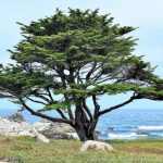 Cupressus macrocarpa - Montereyi ciprus