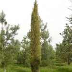 Cupressus sempervirens 'Stricta' -