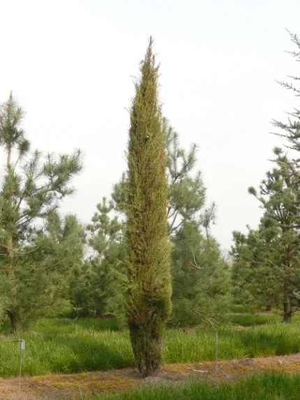 Cupressus sempervirens 'Stricta' -