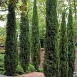 Cupressus sempervirens 'Totem' - Oszlopos európai ciprus