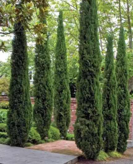 Cupressus sempervirens 'Totem' - Oszlopos európai ciprus