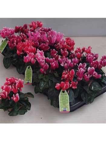 Cyclamen KL SMARTIZ FANT