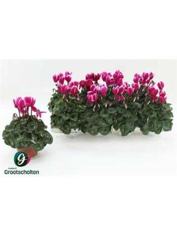 Cyclamen KL SUP FUJI
