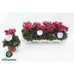 Cyclamen KL SUP OD F RED