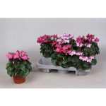 Cyclamen KL SUP PETTICOA