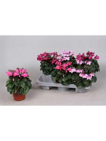 Cyclamen KL SUP PETTICOA