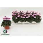 Cyclamen KL SUP PETTICOA PINK