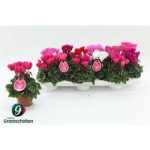 Cyclamen KL SUP VERANO