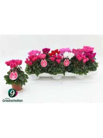 Cyclamen KL SUP VERANO