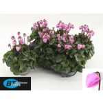 Cyclamen KL WINDBELL
