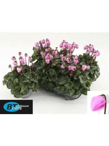 Cyclamen KL WINDBELL
