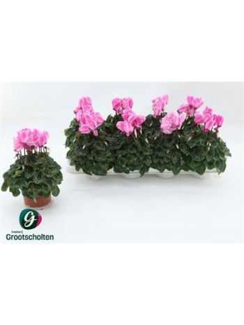 Cyclamen MD SUP ALLURE MAGENTA BICOLOR