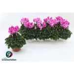 Cyclamen MD SUP ALLURE PINK BICOLOR