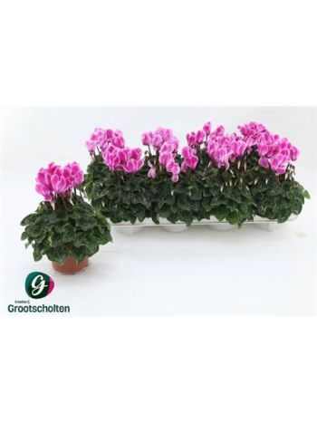 Cyclamen MD SUP ALLURE PINK BICOLOR
