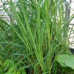 Cymbopogon citratus (Indiai citromfű)