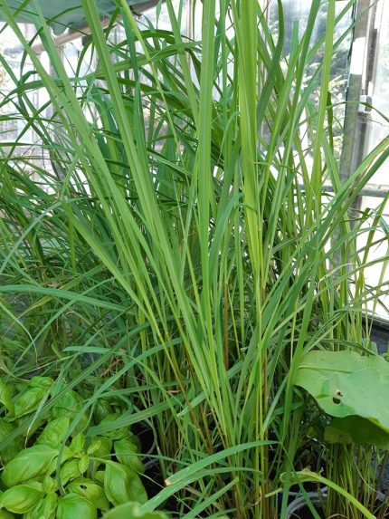 Cymbopogon citratus (Indiai citromfű)