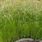 Cyperus longus (Hosszú vízipálma)