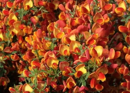 Cytisus scoparius lena-Zanót narancssárga