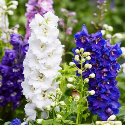 Delphinium  'Casablanca' (Sarkantyúfű)