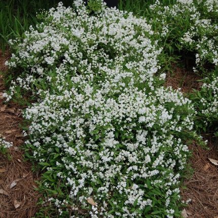 Deutzia gracilis