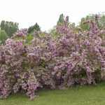 Deutzia purpurascens 'Kalmiiflora' - Rózsaszín virágú gyöngyvirágcserje