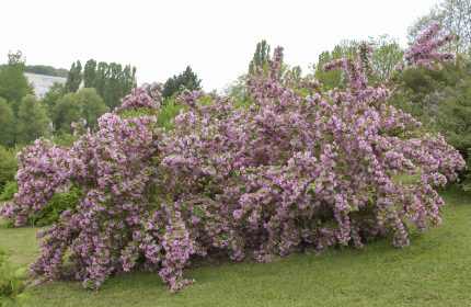 Deutzia purpurascens 'Kalmiiflora' - Rózsaszín virágú gyöngyvirágcserje