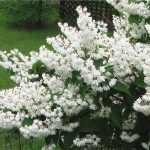 Deutzia scabra - Fehér virágú gyöngyvirágcserje