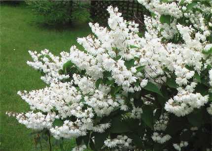Deutzia scabra - Fehér virágú gyöngyvirágcserje