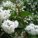 Deutzia scabra 'Candidissima' - Fehér virágú gyöngyvirágcserje