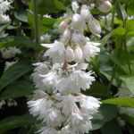 Deutzia scabra 'Plena' -