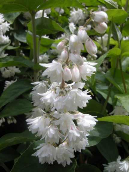 Deutzia scabra 'Plena' -