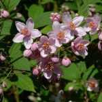 Deutzia x hybrida 'Mont Rose' - Rózsaszín virágú gyöngyvirágcserje