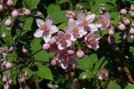 Deutzia x hybrida 'Mont Rose' - Rózsaszín virágú gyöngyvirágcserje