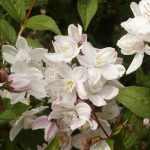 Deutzia x rosea 'Campanulata' - Harangvirágú gyöngyvirágcserje