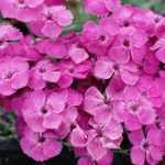 Dianthus gratianopolitanus 'Blauigel' (Pünkösdi szegfű)