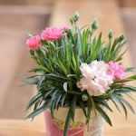 Dianthus 'I Love You' – Törpe évelő szegfű