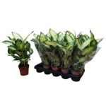 Dieffenbachia CAMILLA