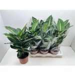 Dieffenbachia GREEN MAGIC
