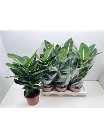 Dieffenbachia GREEN MAGIC
