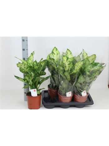 Dieffenbachia SUBLIME