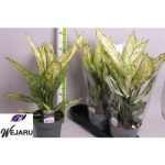 Dieffenbachia VESUVIUS