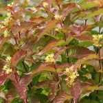 Diervilla lonicera - Sárgalonc