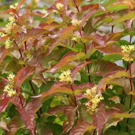 Diervilla lonicera - Sárgalonc