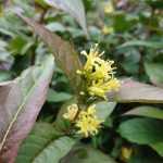 Diervilla sessilifolia - Keskenylevelű sárgalonc